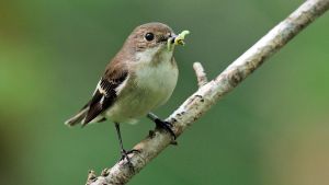 Demuestran que la producción agroecológica impulsa la “colaboración” del entorno natural