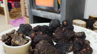 Comenzó la segunda cosecha de trufas en Choele Choel
