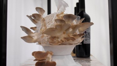 Los restos de la cerveza podrán servir para hacer hongos. Foto: Florencia Salto