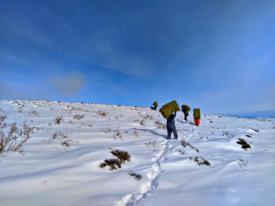 En la zona de Pilcaniyeu la acumulación de nieve impide el acceso de vehículos a algunos campos y deben trasladarse el forraje a pie para que los animales puedan comer. (Foto: Gentileza)