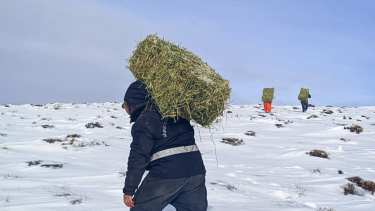 En la zona de Pilcaniyeu, la nieve impide que los vehículos ingresos a algunos campos y el pasto debe trasladarse a pié. (Foto: gentileza)