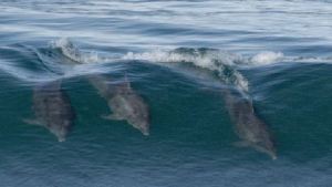 Una estudiante de Biología fotografió a delfines surfeando en Las Grutas