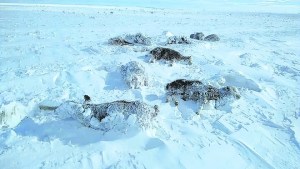 Línea Sur: salen al rescate de ovejas y chivos sepultados por grandes nevadas