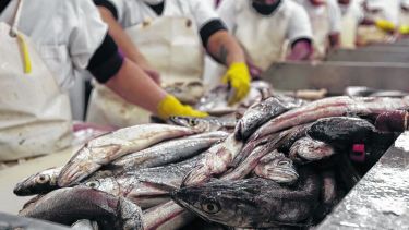 La actividad pesquera en San Antonio está en crisis. Hay más de 250 familias sin empleo, por el cierre de dos pesqueras