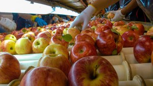 ¿Por qué la manzana chilena vale más que la argentina?