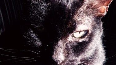 Isma aprovecha el solcito de estos días, a pesar del frío.  ¡Podés sumar la foto de tu mascota a través de las redes sociales!-