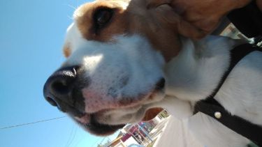 Berlín adora el sol y pasear.  ¡Podés sumar la foto de tu mascota a través de las redes sociales!