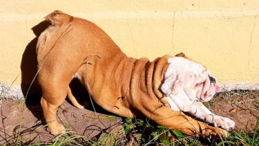 Mora aprovecha el sol para hacer yoga, así que espera ansiosa este viernes. ¡Podés sumar la foto de tu mascota a través de las redes sociales!-