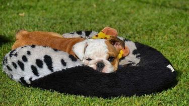 Mora quiere que vuelva el sol, para echarse en el patio.  ¡Podés sumar la foto de tu mascota a través de las redes sociales! -