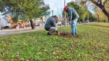 Continúa en Viedma el plan de forestación en distintos barrios