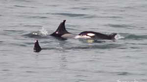 Las orcas estuvieron de visita por La Lobería