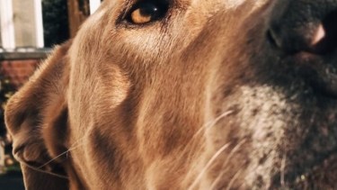 Cerquita, Lola aprovecha los días de sol para salir. ¡Podés sumar la foto de tu mascota a través de las redes sociales!-