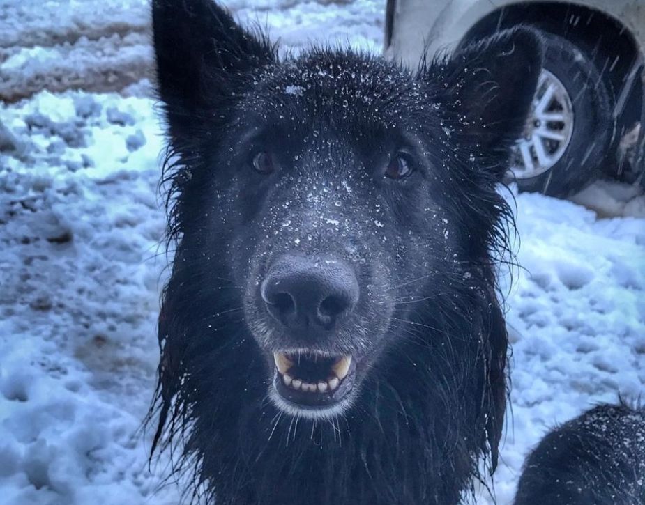Negrito ama la nieve jacobacina. ¡Podés sumar la foto de tu mascota a través de las redes sociales! -