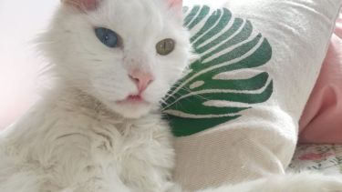 Blue aprovecha las tardes frías para descansar en casa. ¡Podés sumar la foto de tu mascota a través de las redes sociales!-