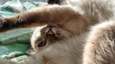 Aceituna se despereza en la cama hoy, a punto de arrancar el día.  ¡Podés sumar la foto de tu mascota a través de las redes sociales! -