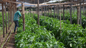 20 millones de pesos en créditos para producciones agropecuarias de Neuquén