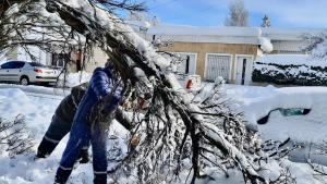 En Zapala hay cuatro árboles caídos por manzana por la nieve acumulada