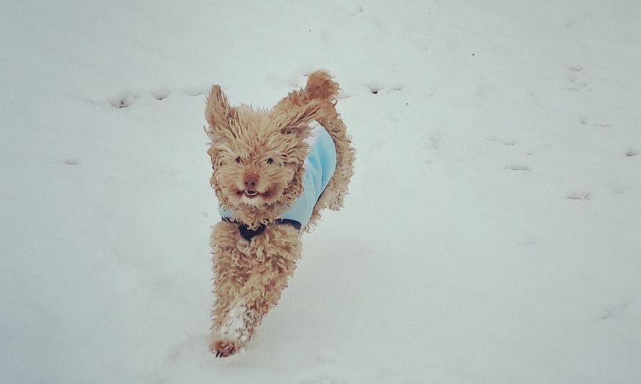 Cody conoció la nieve en Roca y no pudo ocultar su emoción. ¡Podés sumar la foto de tu mascota a través de las redes sociales!.
