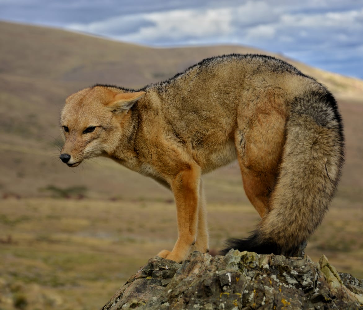 El zorro colorado en el norte neuquino. Foto: Martín Muñoz.