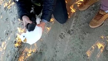 La gaviota liberada ayer por la tarde en Las Grutas. 