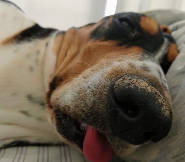 Como muchos de nosotros hoy, Flocky tiene ganas de quedarse remoloneando en la cama. ¡Podés sumar la foto de tu mascota a través de las redes sociales! -