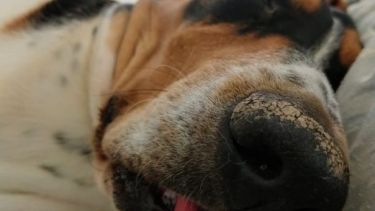 Como muchos de nosotros hoy, Flocky tiene ganas de quedarse remoloneando en la cama. ¡Podés sumar la foto de tu mascota a través de las redes sociales! -