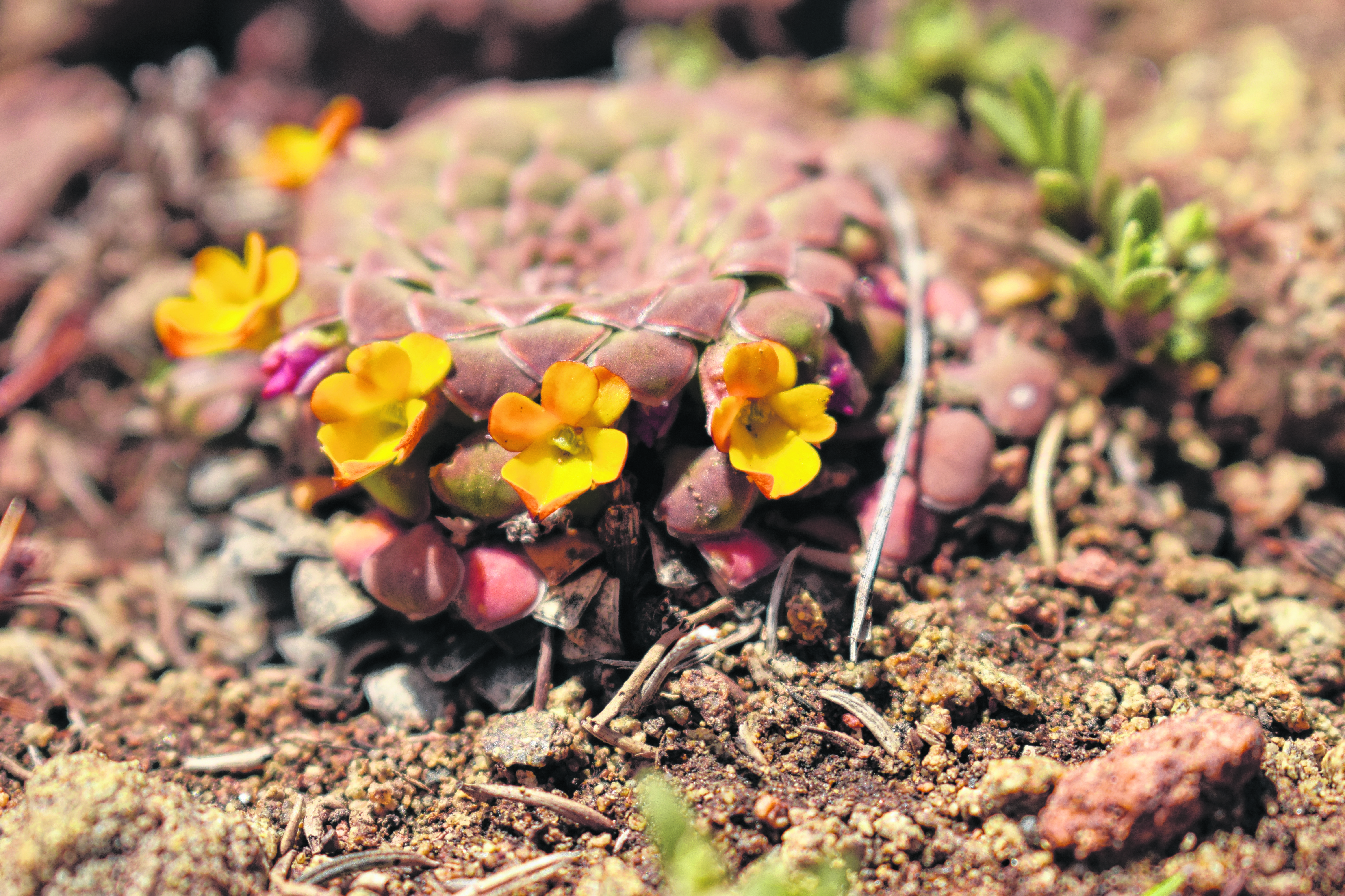 Una hierba perenne clasificada como una especie de Valor Especial. (FOTOS: Gentileza Parque Nacional Lanín)