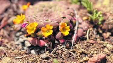 Una hierba perenne clasificada como una especie de Valor Especial. (FOTOS: Gentileza Parque Nacional Lanín)