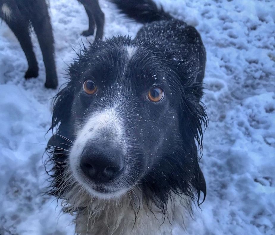 Se le nota en la cara. Gala disfrutó de la nieve en Jacobacci. ¡Podés sumar la foto de tu mascota a través de las redes sociales!-