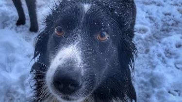 Se le nota en la cara. Gala disfrutó de la nieve en Jacobacci. ¡Podés sumar la foto de tu mascota a través de las redes sociales!-