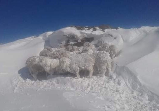 En algunos sectores, la nieve impide que los animales puedan alimentarse. (Foto: gentileza).