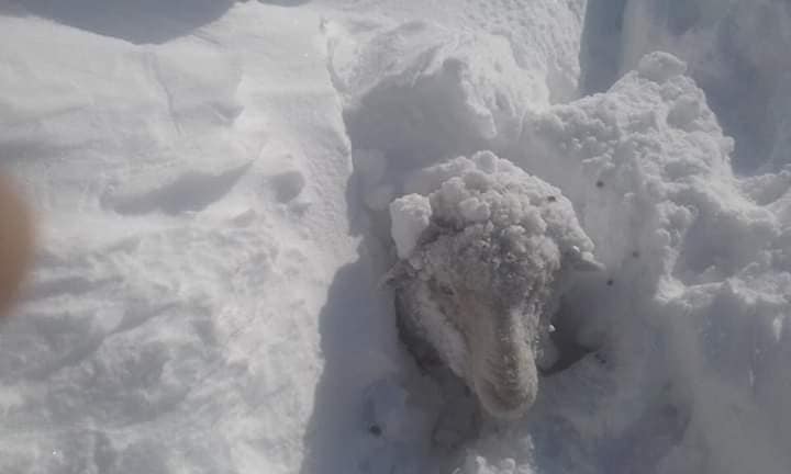En algunos sectores la nieve supera el metro de altura y las ovejas no pueden comer. (foto: gentileza)