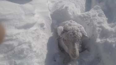 En algunos sectores la nieve supera el metro de altura y las ovejas no pueden comer. (foto: gentileza)