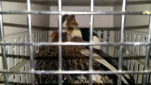 Rescataron patos en San Martín que eran blanco frecuente de ataques