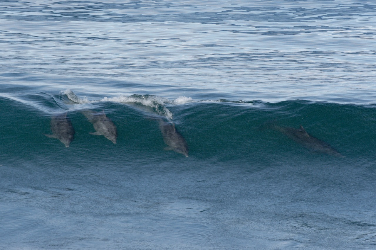 Delfines surfean a unos 100 metros de la costa en Las Grutas. Foto: Agustina Ramírez