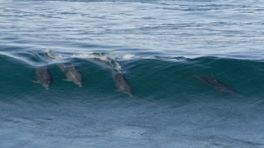 Delfines surfean a unos 100 metros de la costa en Las Grutas. Foto: Agustina Ramírez