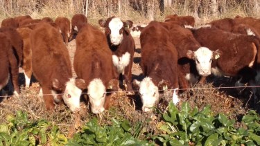 Bajó el consumo de carne vacuna, pero creció el de pollo, cerdo y cordero.