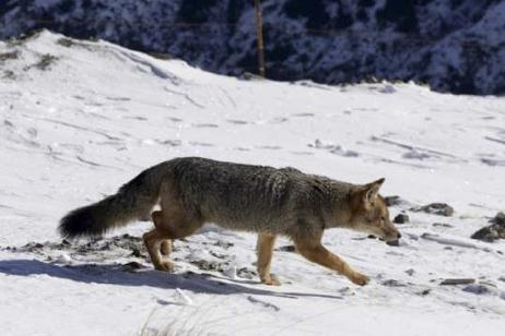 El zorro colorado es una especie predadora del parque Nahuel Huapi que ahora se puede ver en el Circuito Chico de Bariloche. Archivo