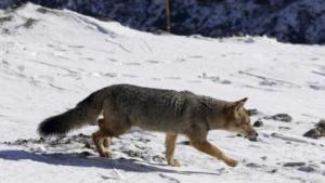 Detectan zorros colorados en el Circuito Chico de Bariloche