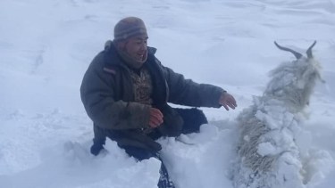 El temporal de nieve mató miles de ovejas y cabras en la Región Sur rionegrina. (foto: gentileza)