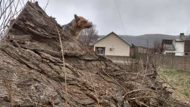 El zorro colorado descansaba sobre un tronco. Foto: Facebook abelardo.lebicura.12