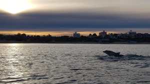 Los vecinos del mar: más de 100 delfines viven cerca de la costa de Las Grutas