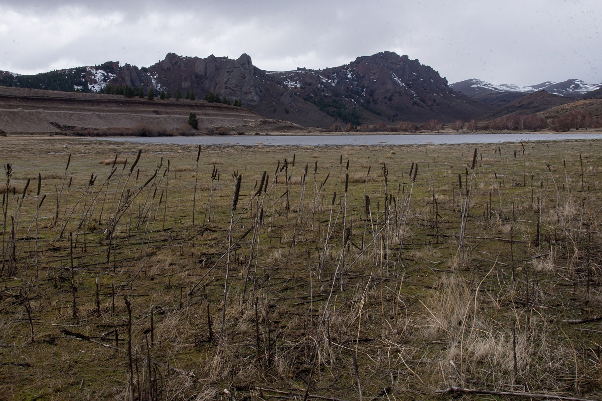 La laguna Los Juncos, en Perito Moreno, a unos 35 km de Bariloche, se quedó sin vegetación. Foto: Marcelo Martinez
