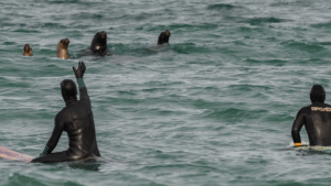 Lobos marinos, surfers y perros: encuentro cumbre en Las Grutas