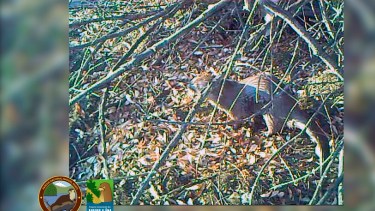 Un huillín puede medir hasta 1.20 metro. Foto: gentileza