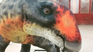 Restos fósiles de un hadroasurio fueron encontrado en la década del 60, en cercanías de Jacobacci. (Foto: gentileza)