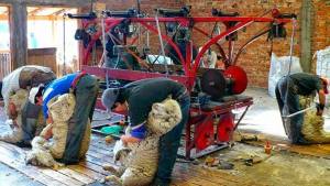 Ofrecen créditos blandos a productores ovinos para financiar costos de esquilas