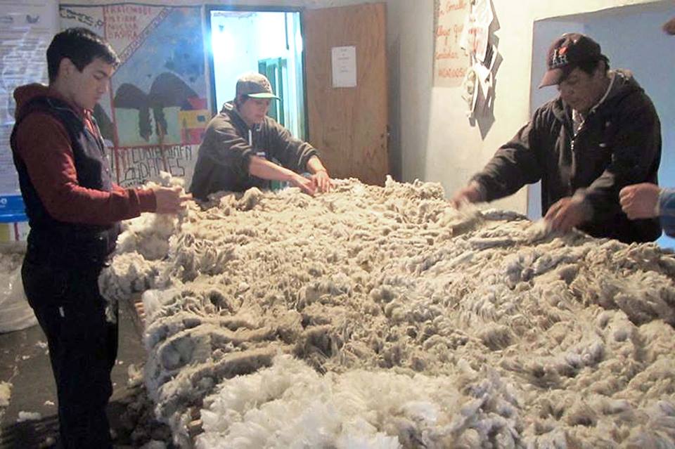 El acondicionamiento y el enfardado de la lana son procesos posteriores a la esquila de a oveja. (Foto: Gentileza)