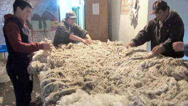 El acondicionamiento y el enfardado de la lana son procesos posteriores a la esquila de a oveja. (Foto: Gentileza)