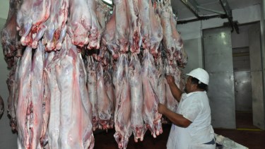 En plena zafra 2017, la planta se faenaban unos 900 ovinos diarios. (foto: José Mellado)